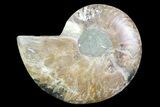 Agatized Ammonite Fossil (Half) - Madagascar #83797-1